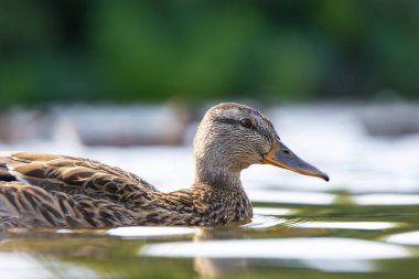 2025 gölündeki ördekler