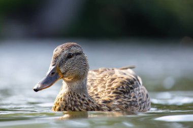 2025 gölündeki ördekler