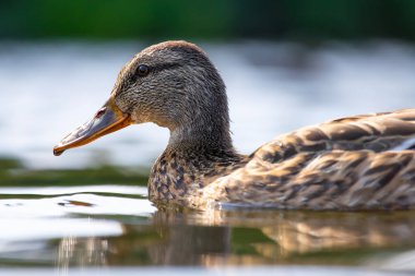 2025 gölündeki ördekler