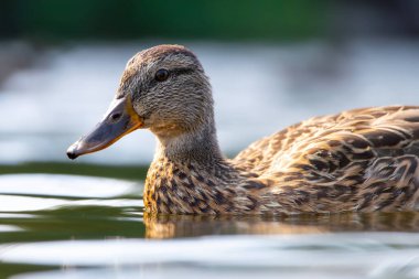 2025 gölündeki ördekler