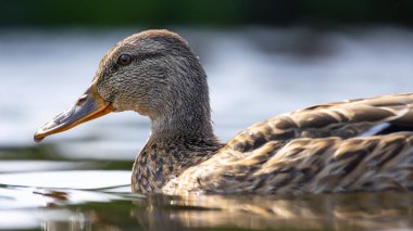 2025 gölündeki ördekler