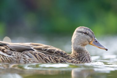 2025 gölündeki ördekler