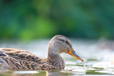 2025 gölündeki ördekler