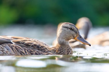 2025 gölündeki ördekler