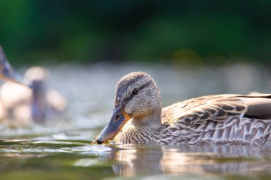 2025 gölündeki ördekler