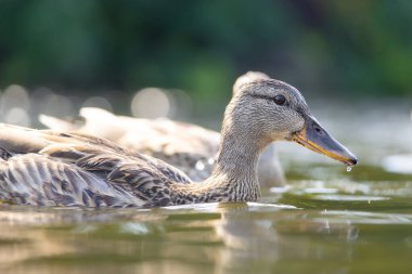 2025 gölündeki ördekler