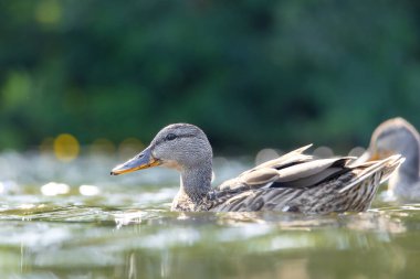 2025 gölündeki ördekler