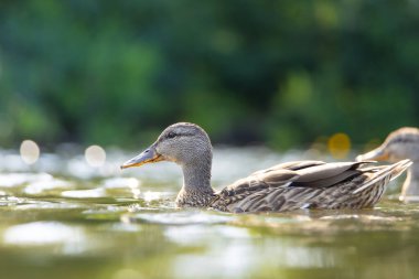 2025 gölündeki ördekler