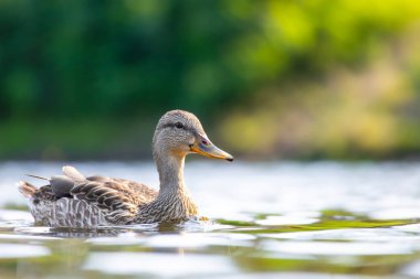 2025 gölündeki ördekler