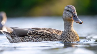 2025 gölündeki ördekler