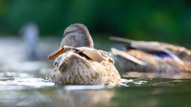 2025 gölündeki ördekler