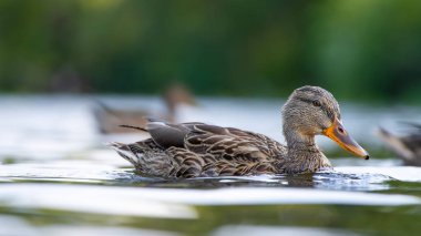2025 gölündeki ördekler