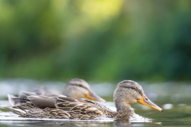 2025 gölündeki ördekler