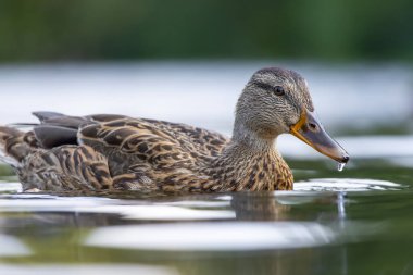 2025 gölündeki ördekler