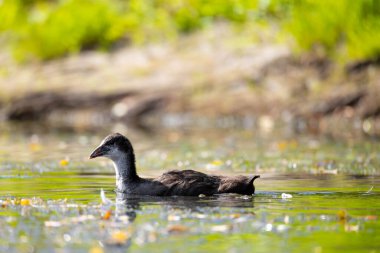 2025 gölündeki ördekler
