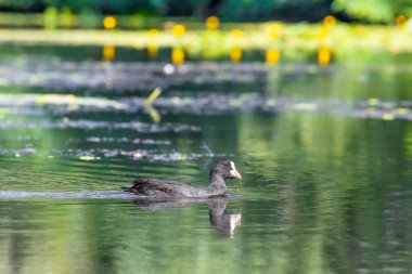 2025 gölündeki ördekler