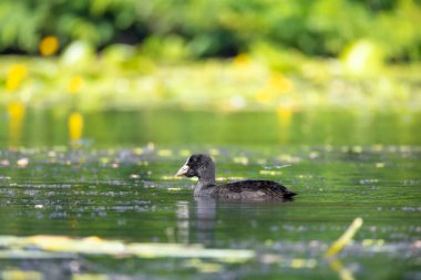 2025 gölündeki ördekler