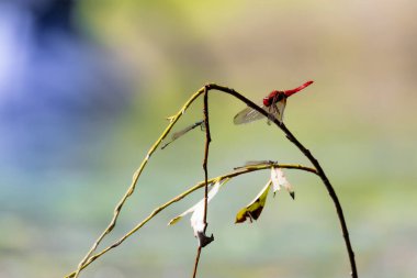 2025 gölündeki ördekler