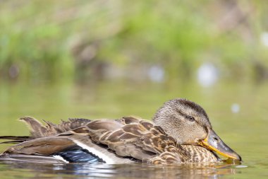 2025 gölündeki ördekler