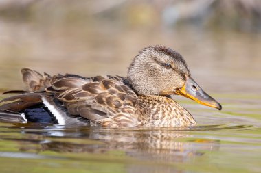 2025 gölündeki ördekler