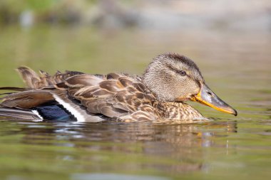 2025 gölündeki ördekler