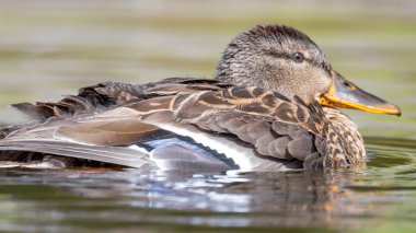 2025 gölündeki ördekler