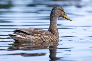2025 gölündeki ördekler