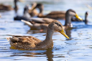 2025 gölündeki ördekler