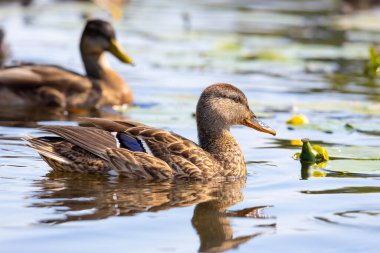 2025 gölündeki ördekler