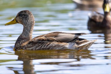 2025 gölündeki ördekler