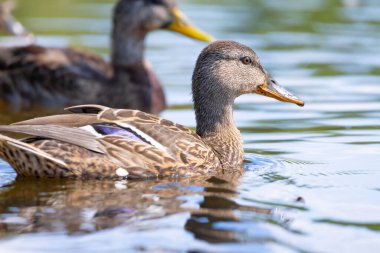 2025 gölündeki ördekler