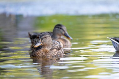 2025 gölündeki ördekler