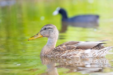 2025 gölündeki ördekler