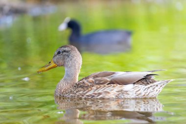 2025 gölündeki ördekler