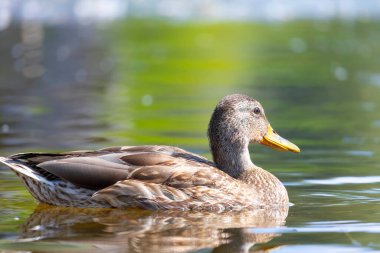 2025 gölündeki ördekler