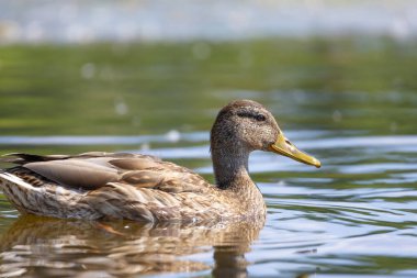 2025 gölündeki ördekler