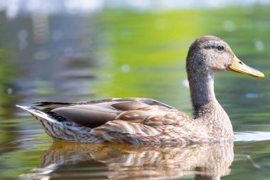 2025 gölündeki ördekler