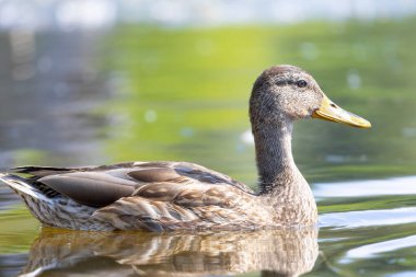 2025 gölündeki ördekler