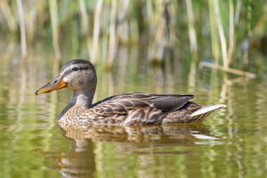 2025 gölündeki ördekler