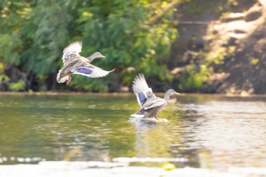 2025 gölündeki ördekler