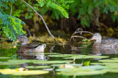 2025 gölündeki ördekler