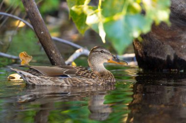 2025 gölündeki ördekler