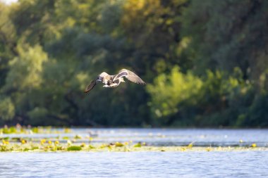 2025 gölündeki ördekler