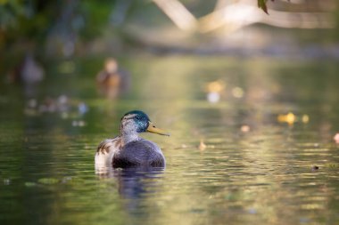 2025 gölündeki ördekler