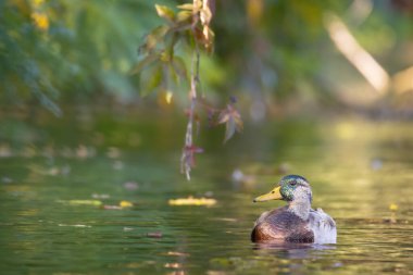 2025 gölündeki ördekler
