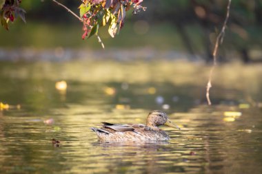 2025 gölündeki ördekler