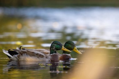 2025 gölündeki ördekler