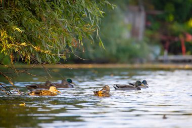 2025 gölündeki ördekler