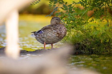 2025 gölündeki ördekler