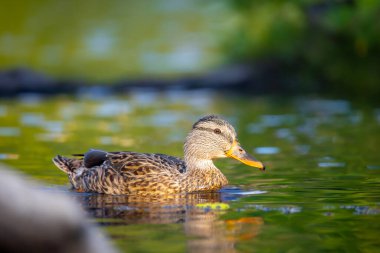 2025 gölündeki ördekler
